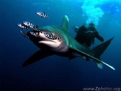 Thsi Oceanic White Tip split my friend and I apart while ... by Zaid Fadul 